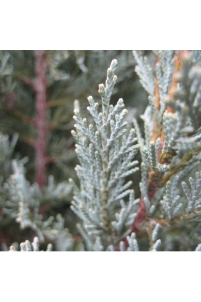 Можжевельник скальный Мунглоу